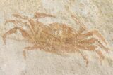 Two Miocene Pea Crab (Pinnixa) Fossils - California #177040-2